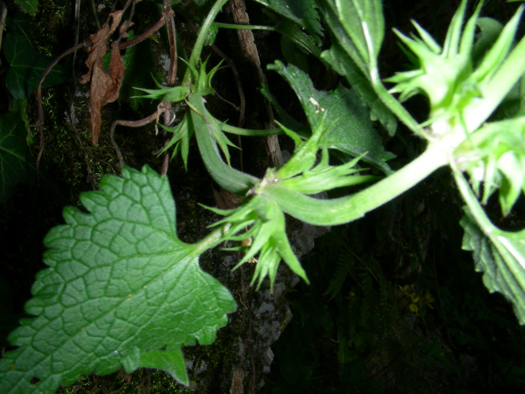 Lamium garganicum subsp. laevigatum / Falsa-ortica levigata